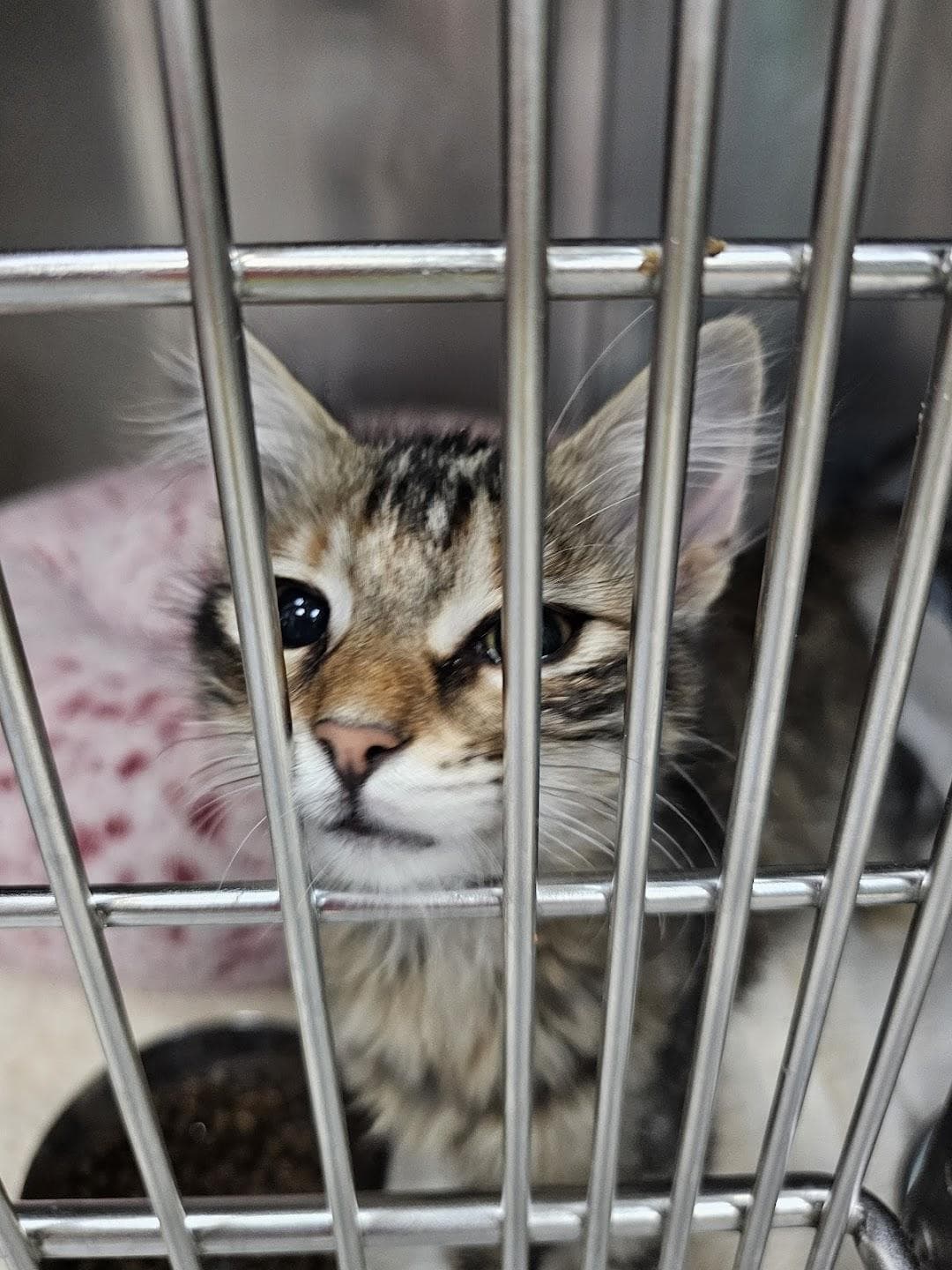 Austin Humane Society photo 3