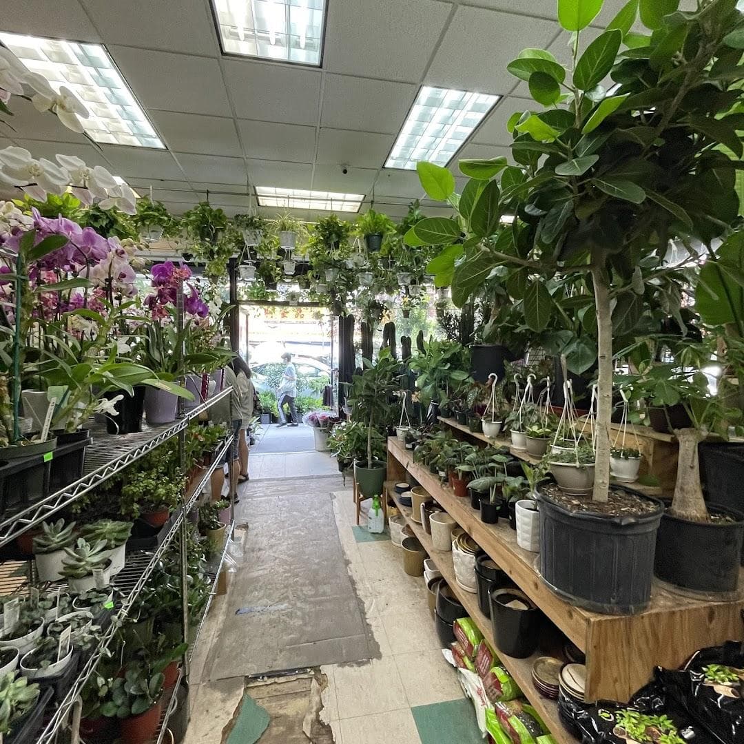 Dahing Plants & Landscaping photo 6