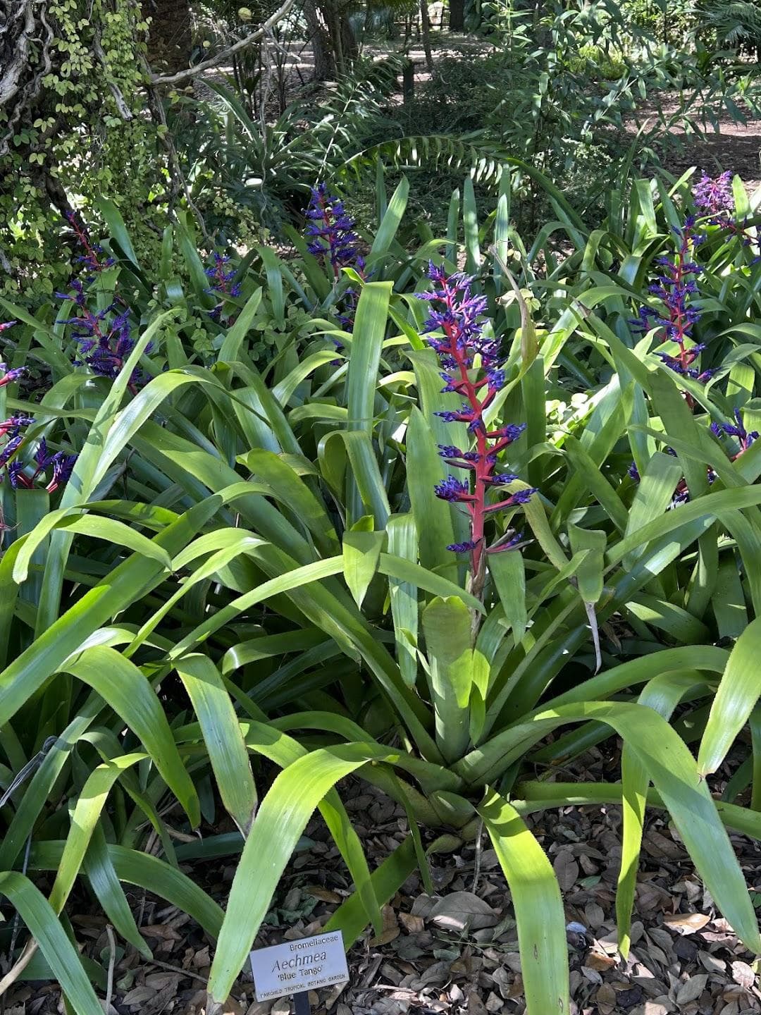 Fairchild Tropical Botanic Garden photo 6