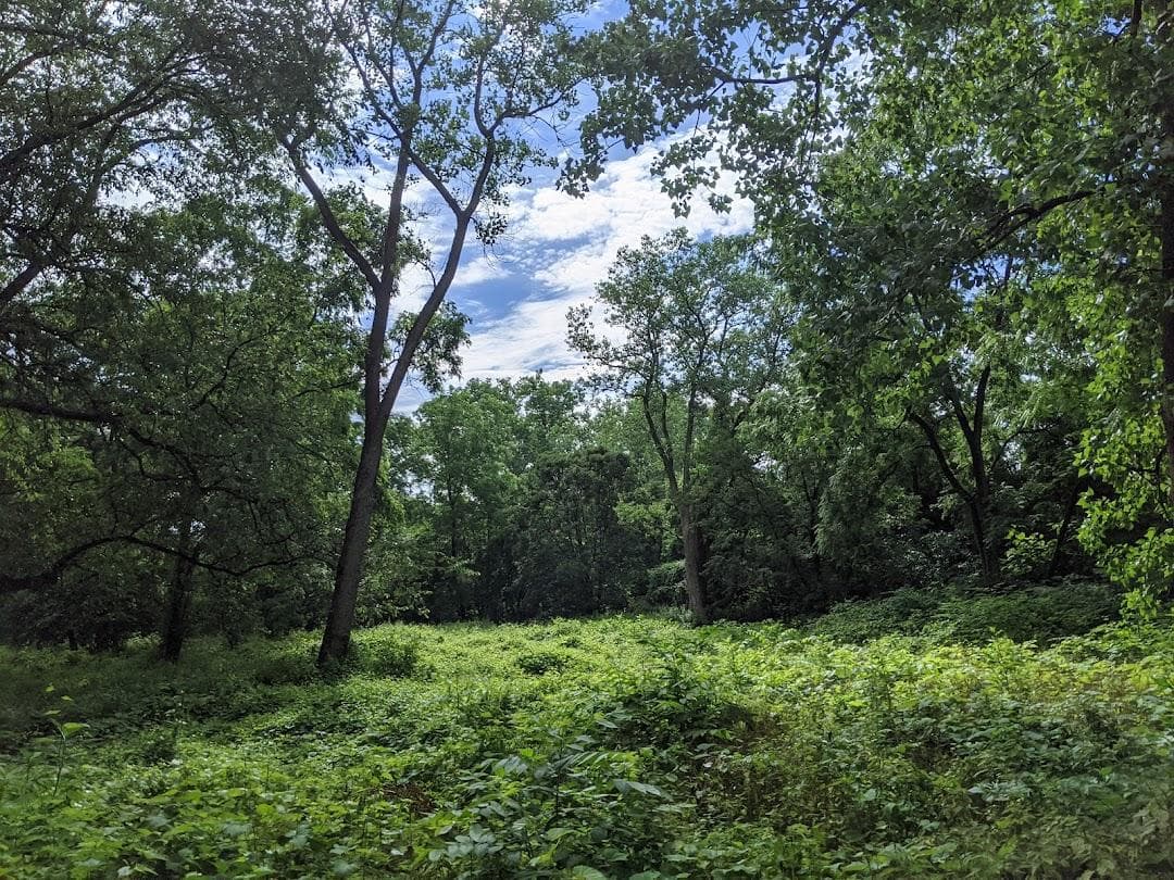 Bussey Brook Meadow photo 3