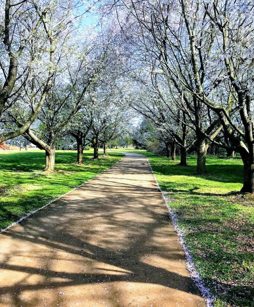 Wesley Heights photo 4