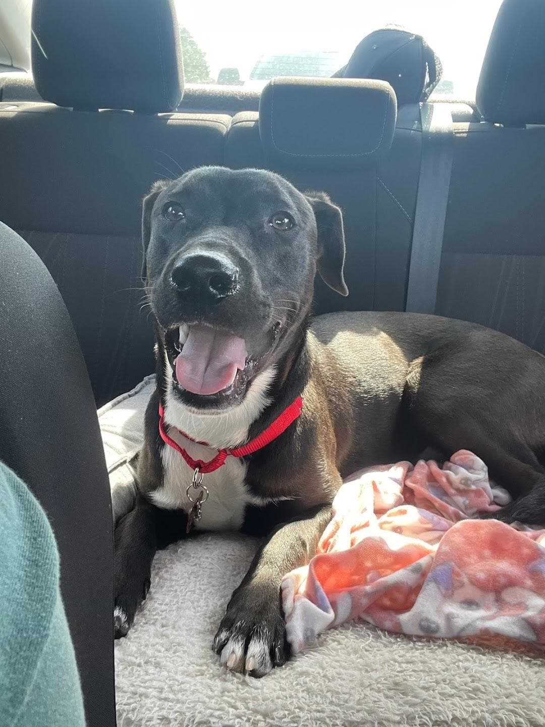 The Humane Society of Charlotte photo 6