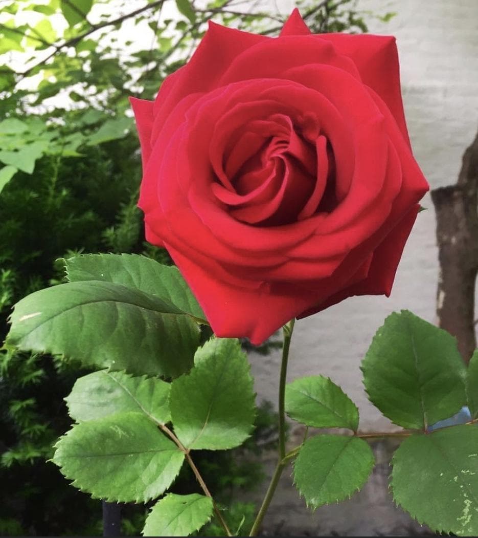 Maggie's Magic Garden photo 1