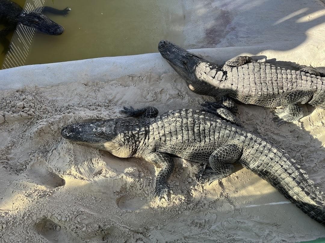 Everglades Holiday Park Airboat Tours and Rides photo 1