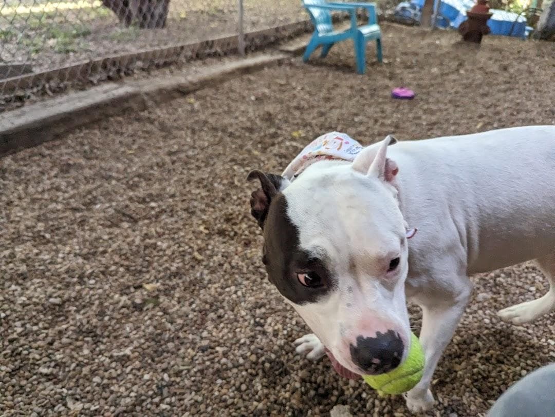 Austin Humane Society photo 5