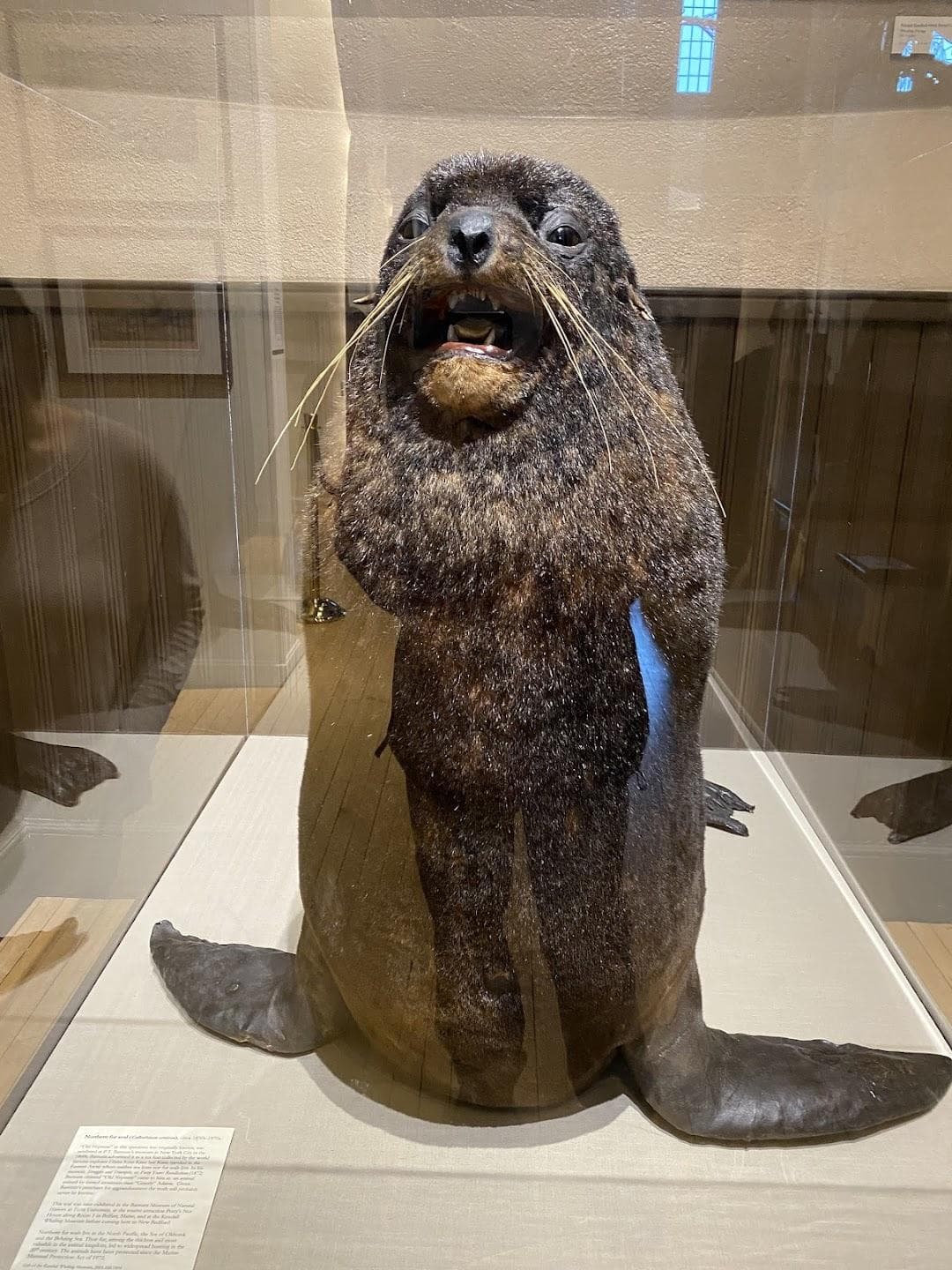 New Bedford Whaling Museum photo 2