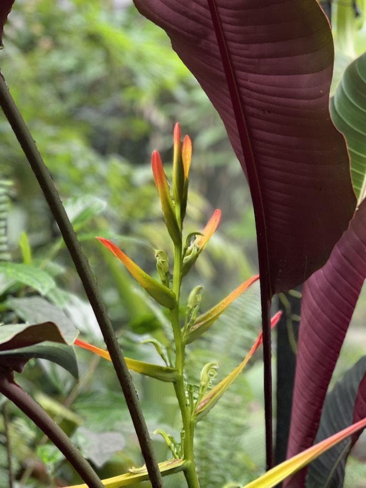Fairchild Tropical Botanic Garden photo 4