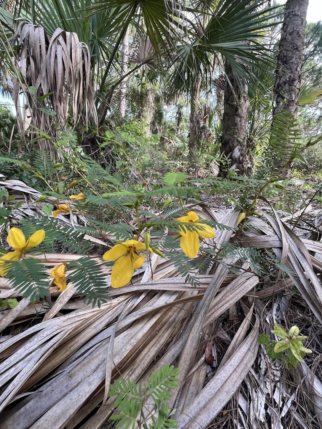 Gomez Preserve Nature Trail photo 6