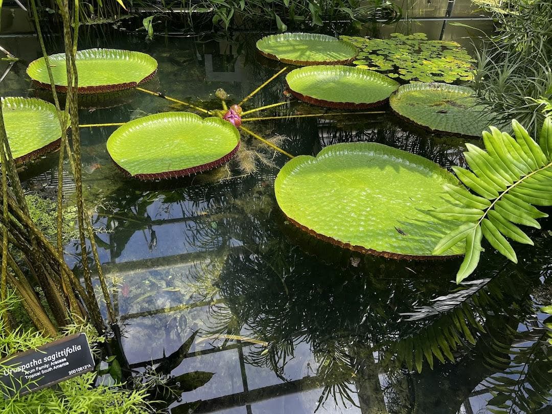 Brooklyn Botanic Garden photo 4