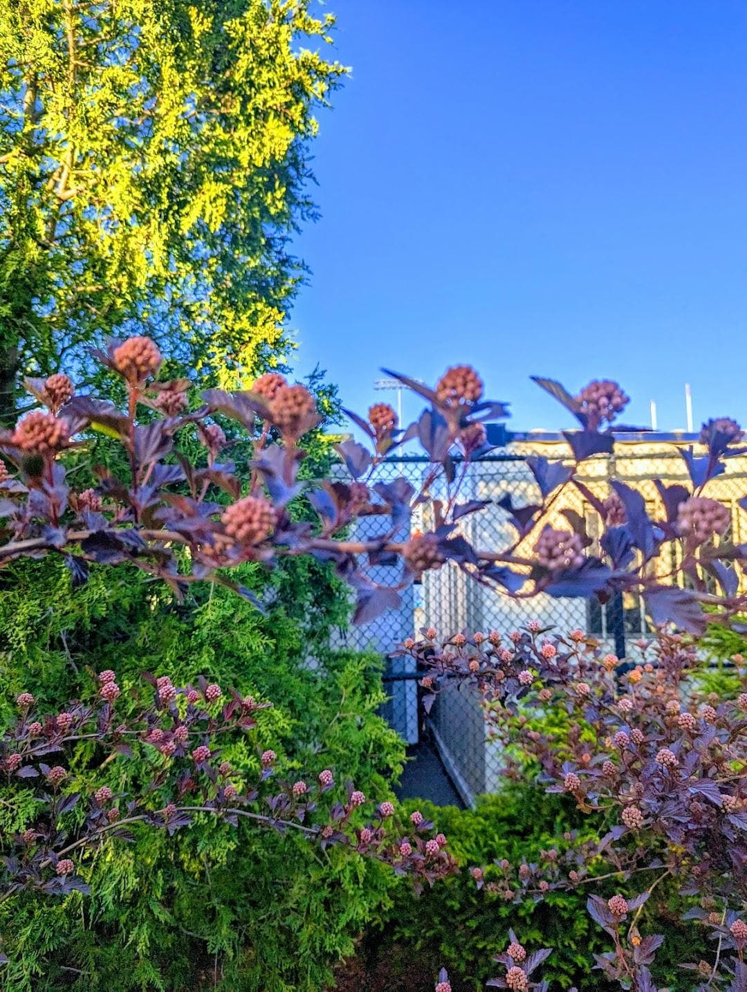 Cumnock Synthetic Fields 1 & 2 photo 3