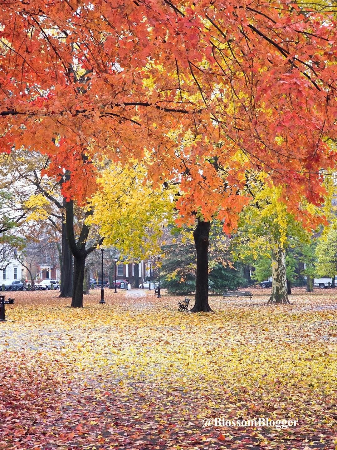 Wooster Square Park photo 6