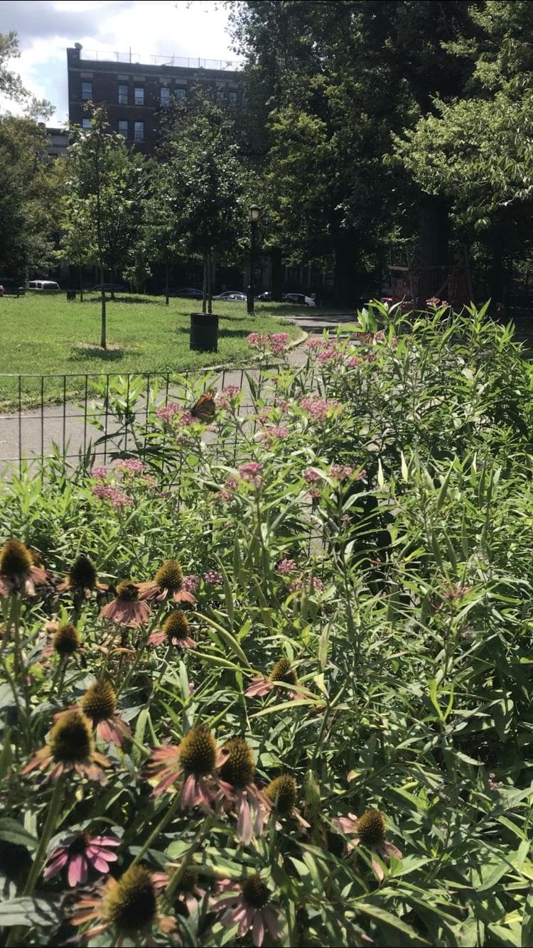 Monarch Butterfly Garden photo 4