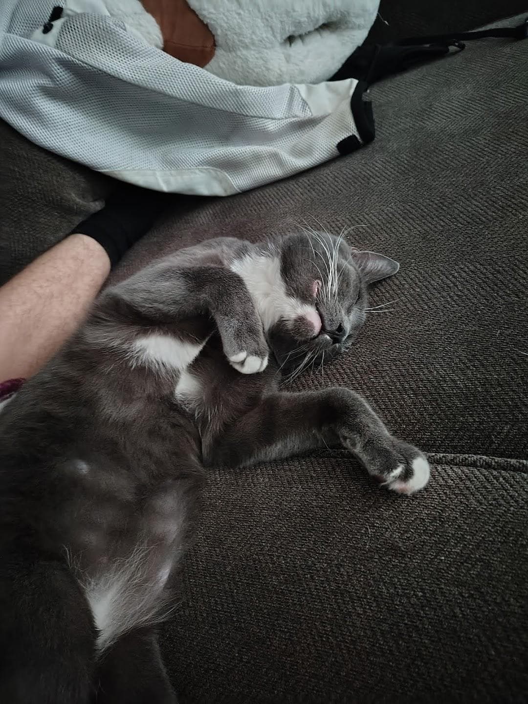 Austin Humane Society photo 1