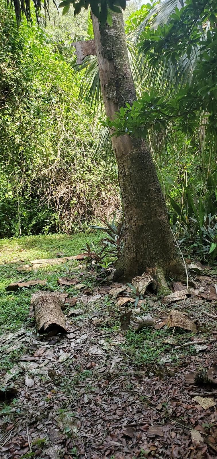 Pinewood Cemetery photo 3