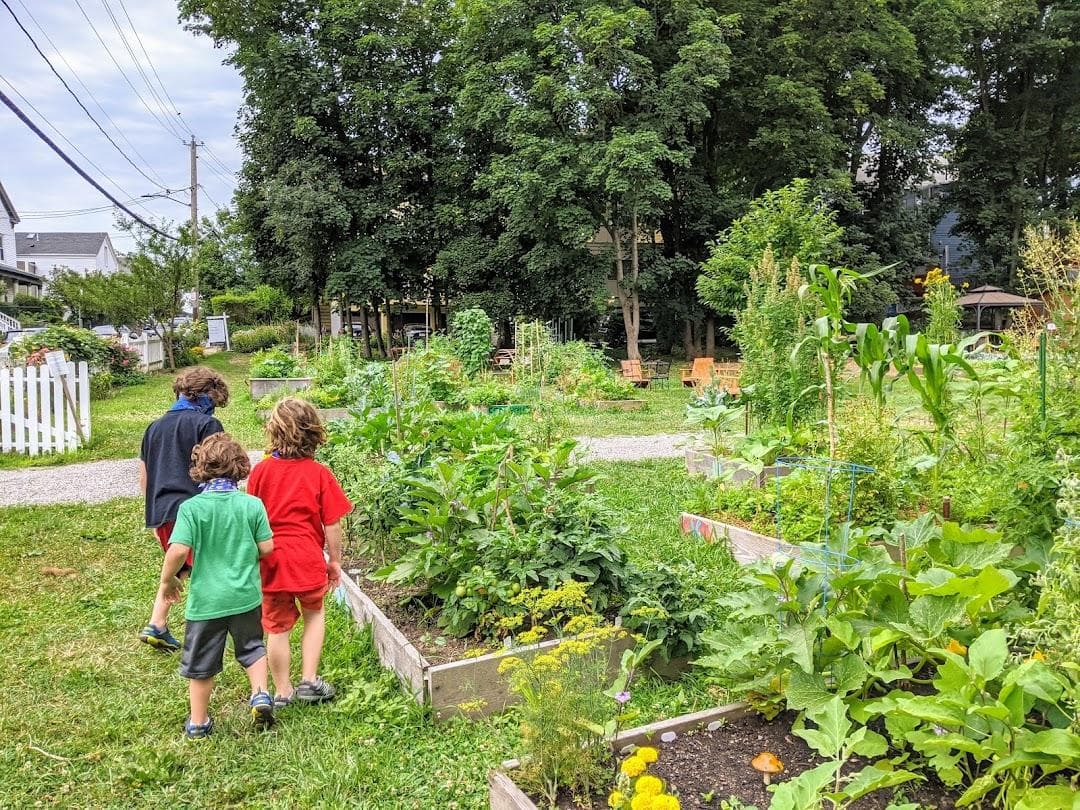 Thornton Street Urban Farm & Community Gardens photo 6