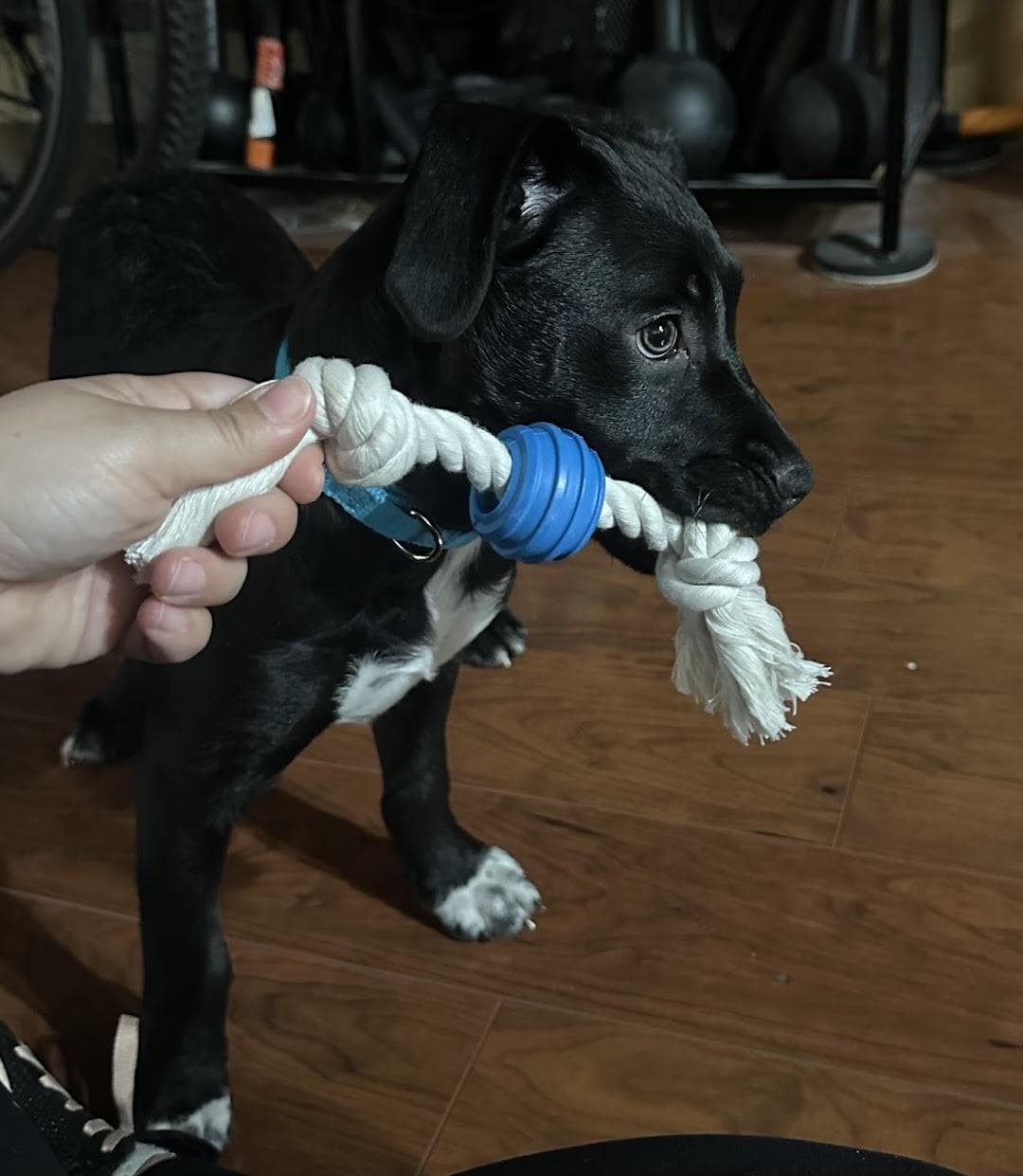 The Humane Society of Charlotte photo 3