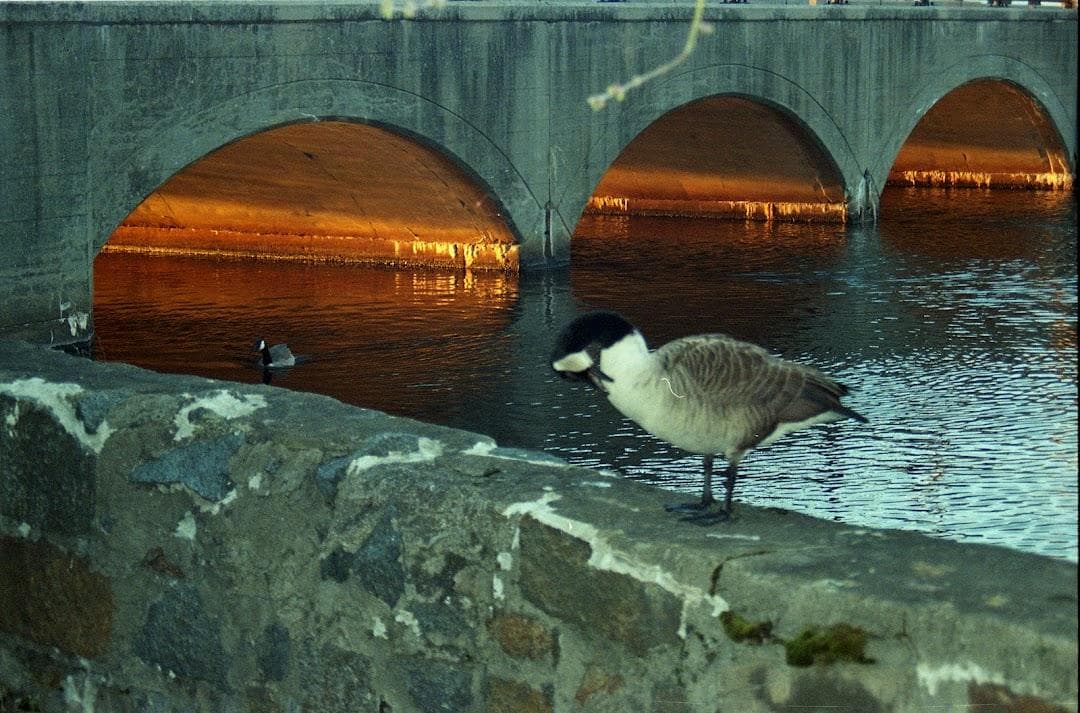 Moody Street Bridge photo 6