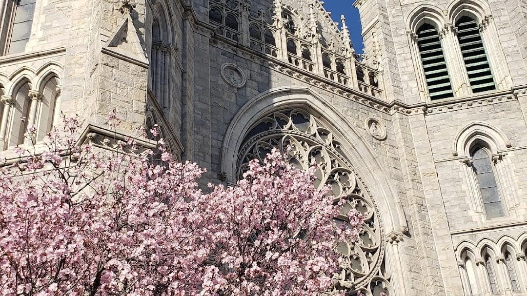 Cathedral Basilica of the Sacred Heart photo 5