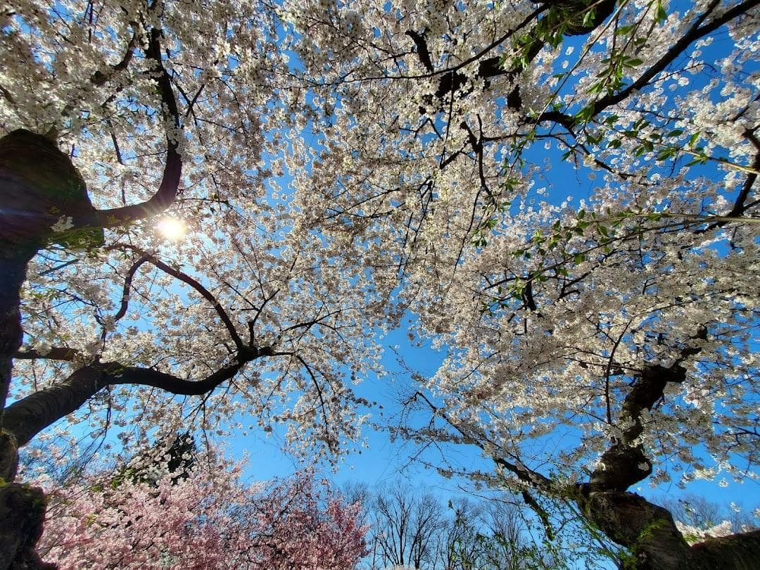 Cherry Blossom Welcome Center photo 2