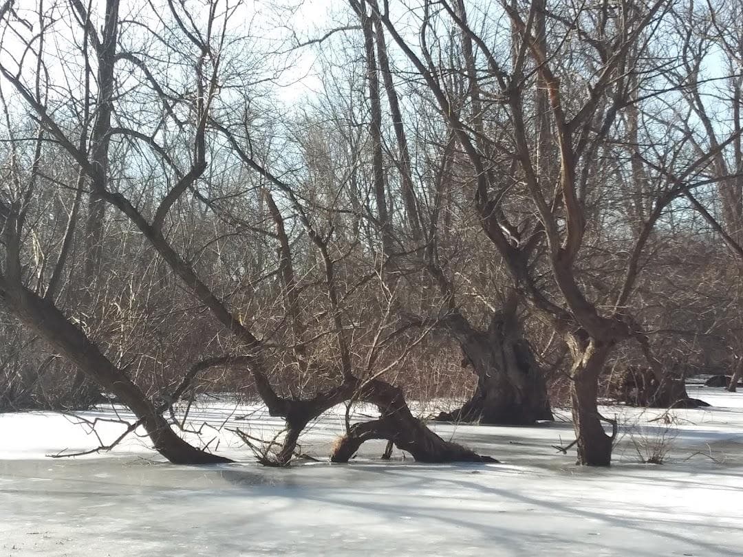 Bussey Brook Meadow photo 5