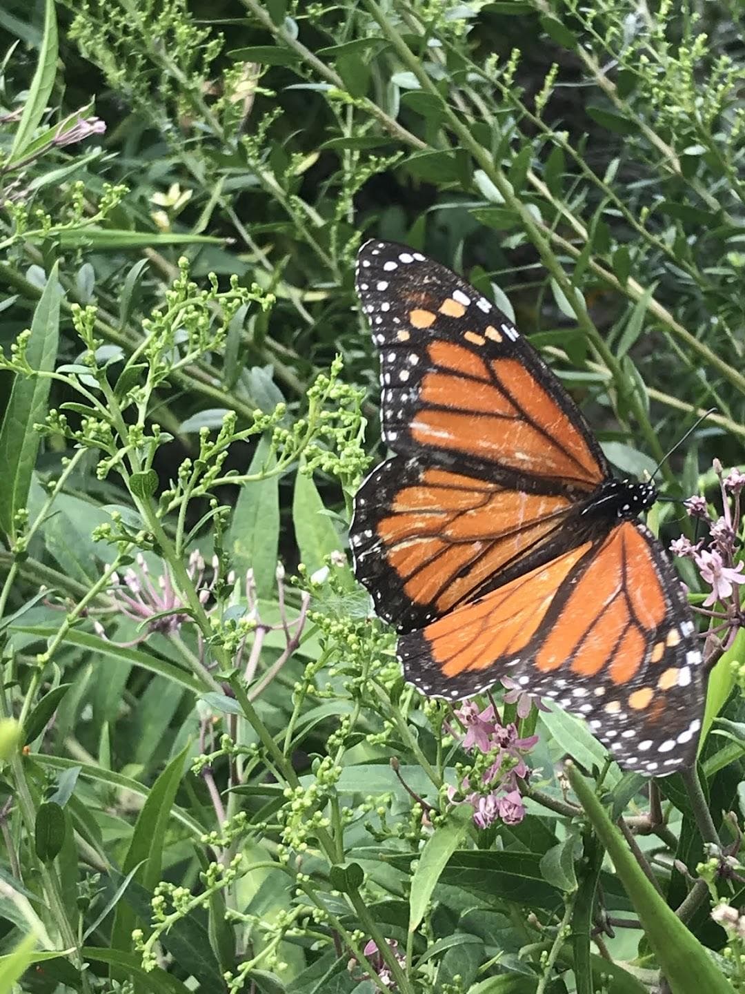 Monarch Butterfly Garden photo 2