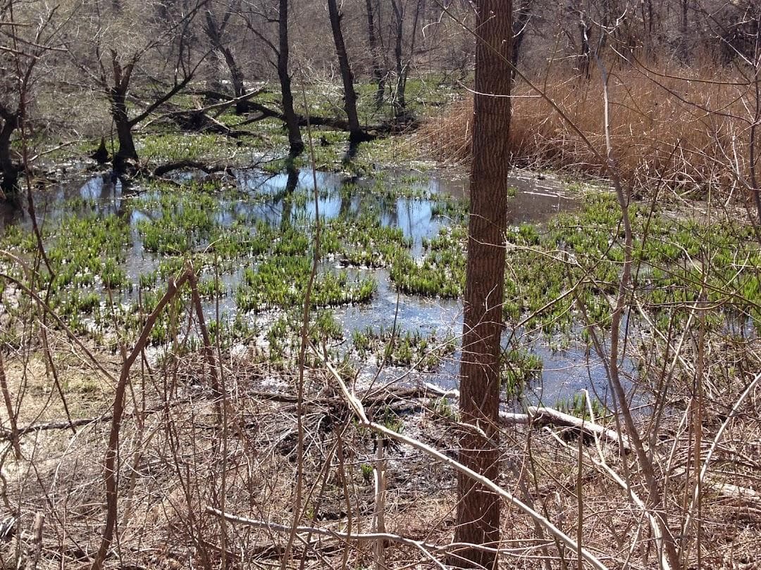 Bussey Brook Meadow photo 1
