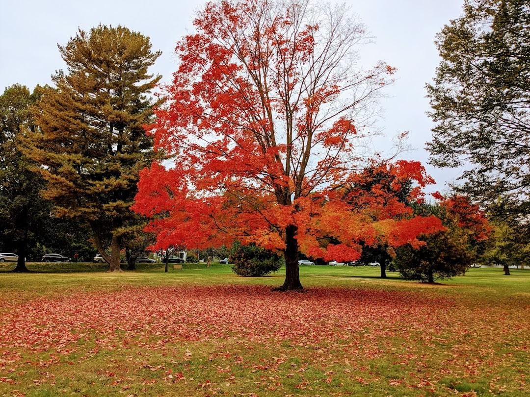 North Andover Town Common photo 1