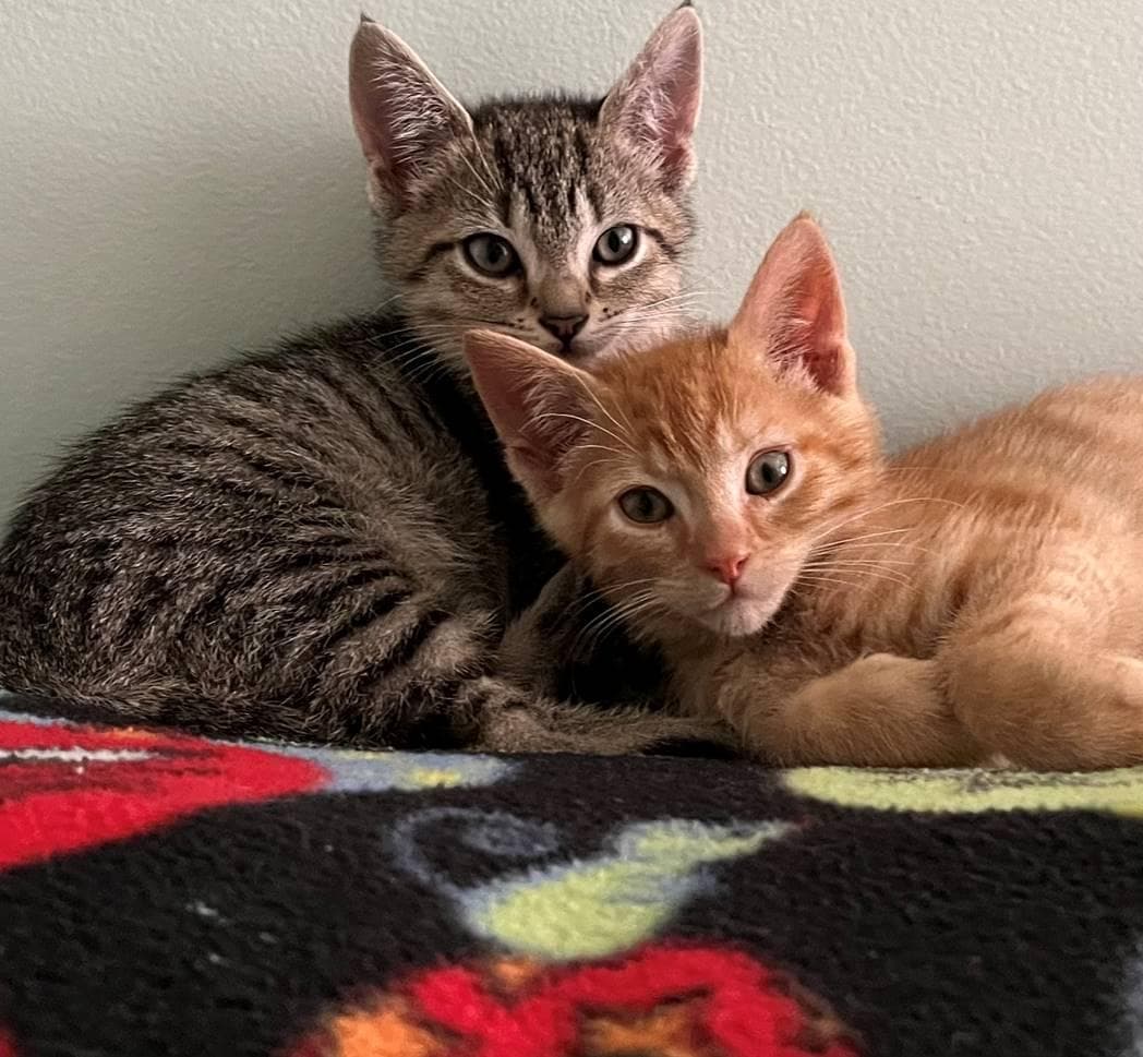 The Humane Society of Charlotte photo 1