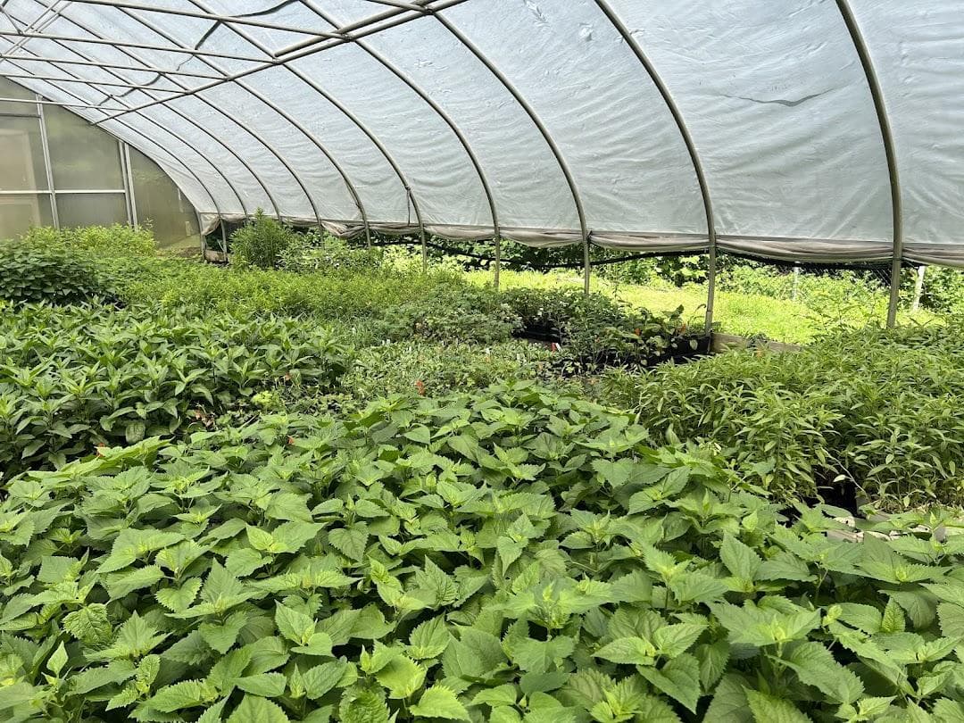 Citywide Nursery photo 5