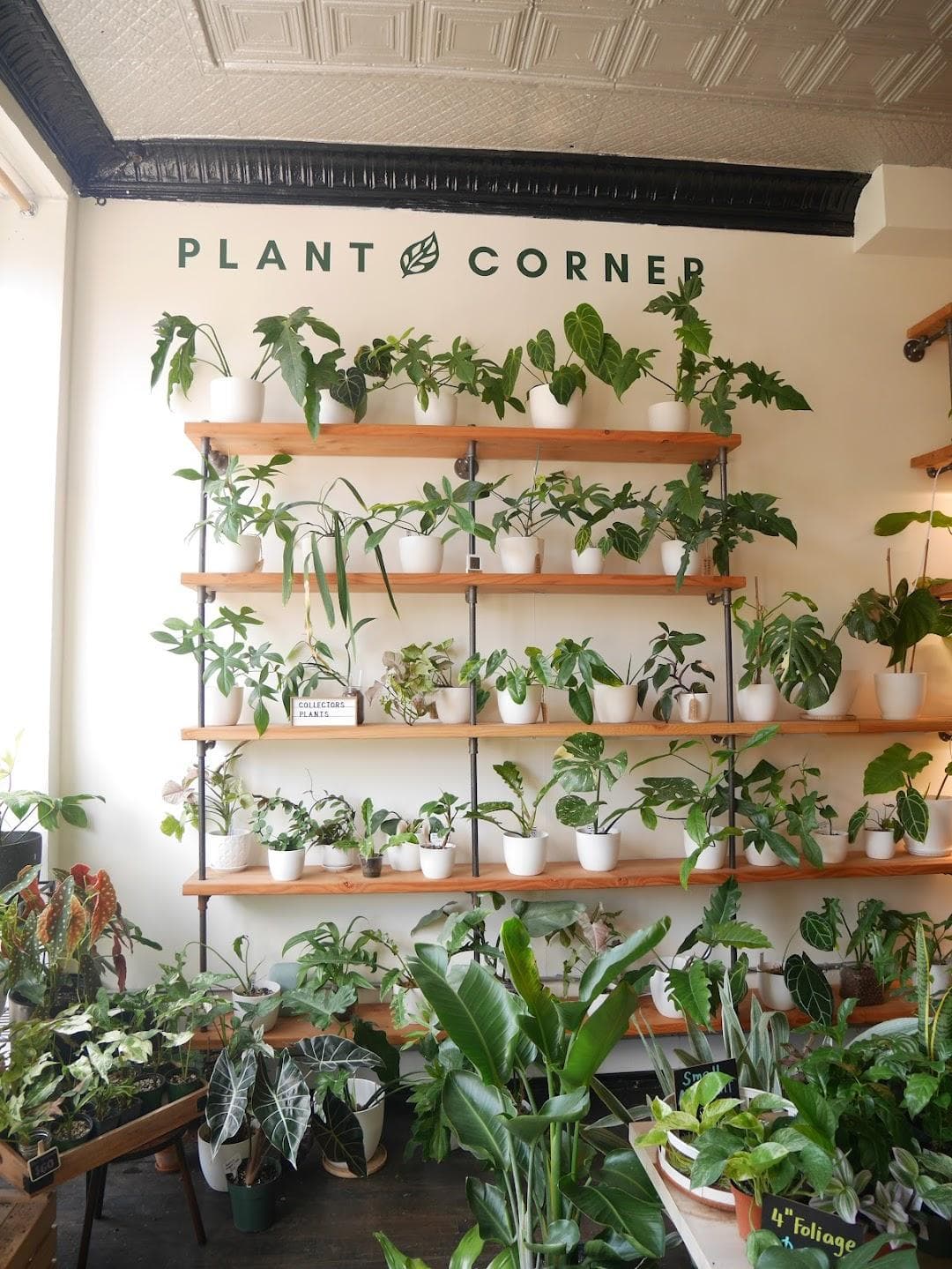 Plant Corner photo 4