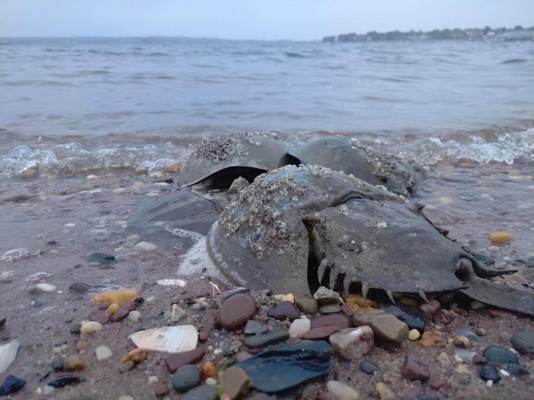 The Conference House photo 6