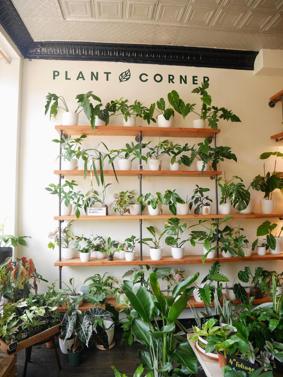 Plant Corner photo 6