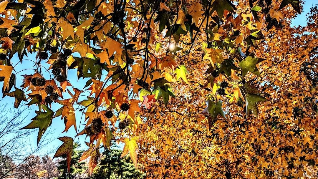 Bussey Brook Meadow photo 4