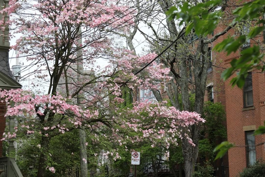 Wooster Square photo 6