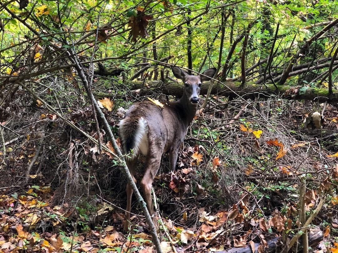 East Rock Park photo 4