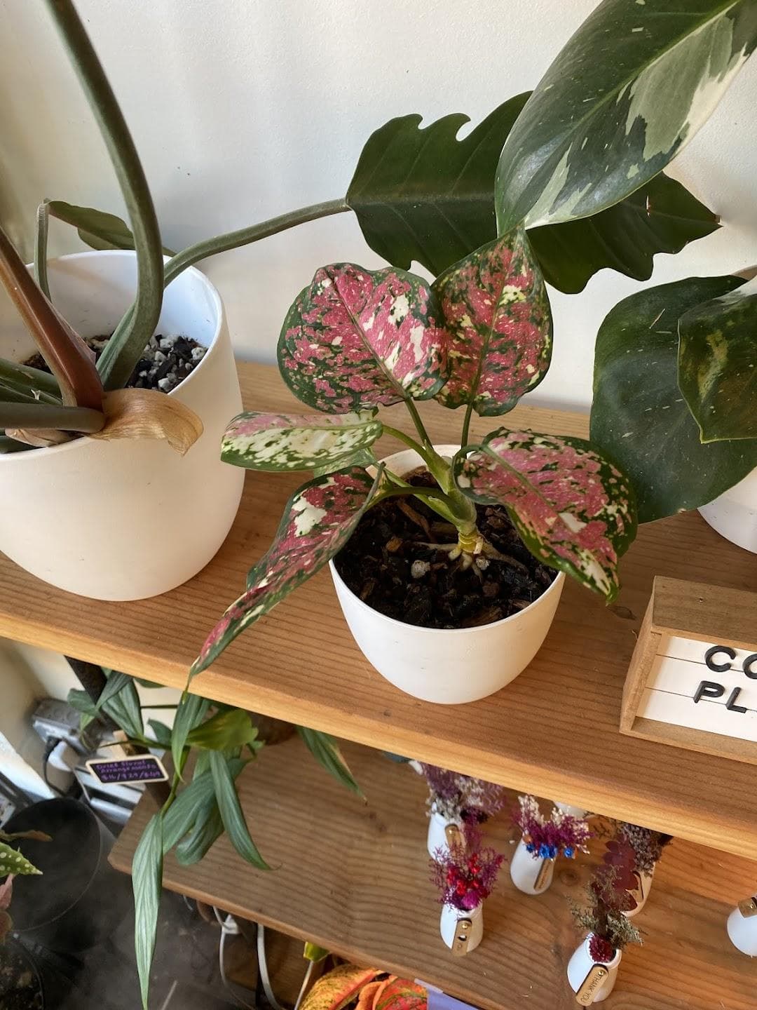 Plant Corner photo 2