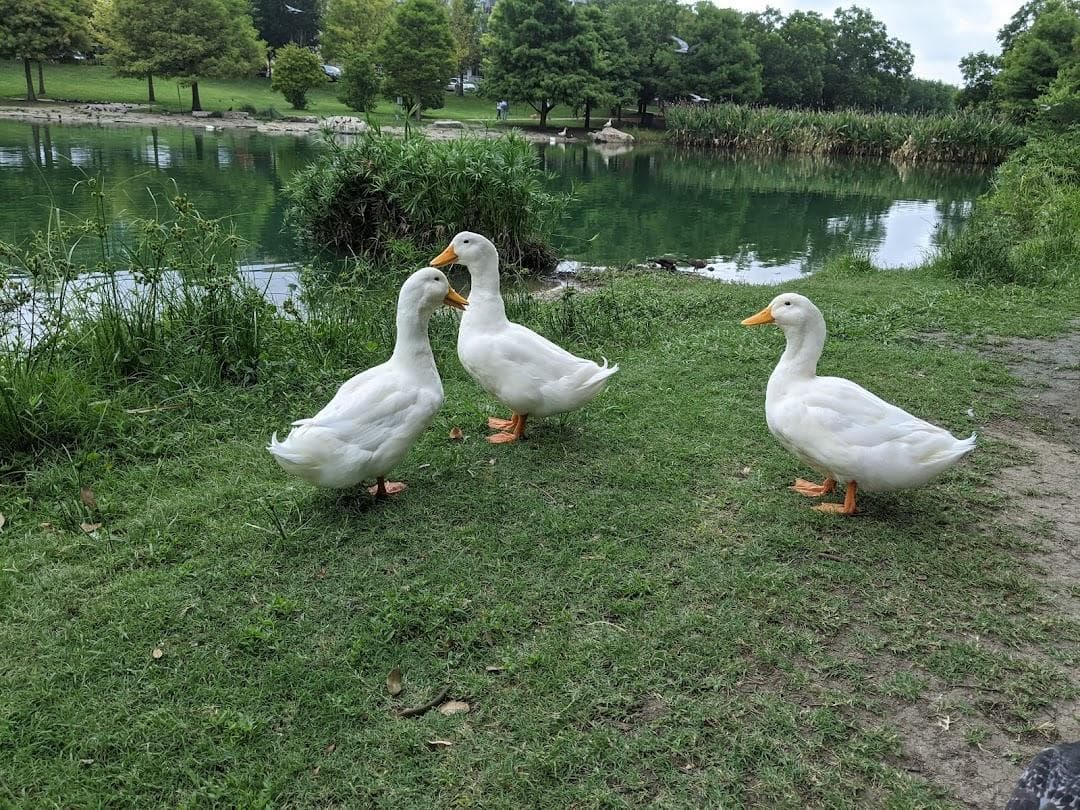 Mueller Lake Park photo 2