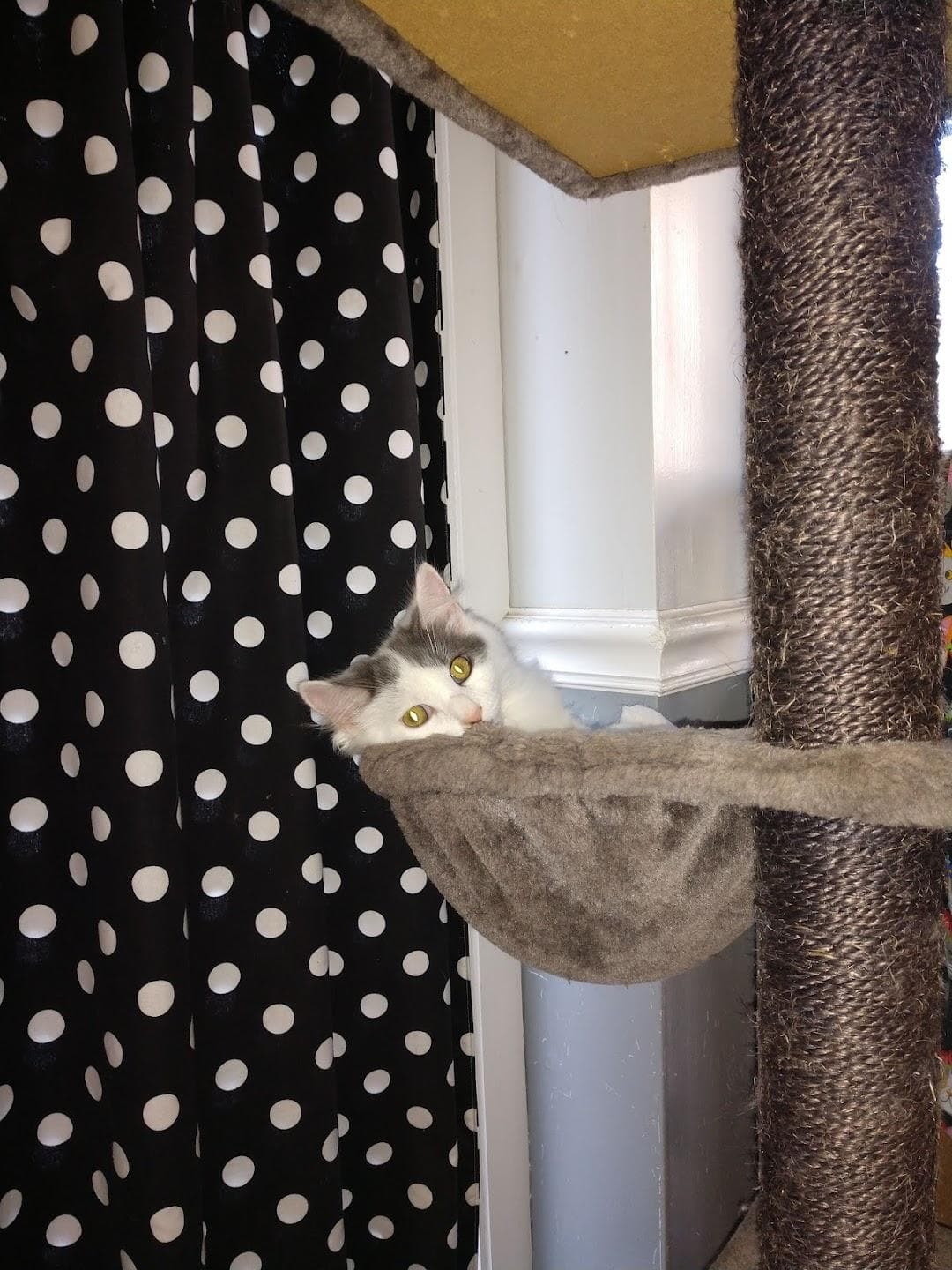 Greater New Haven Cat Project photo 3
