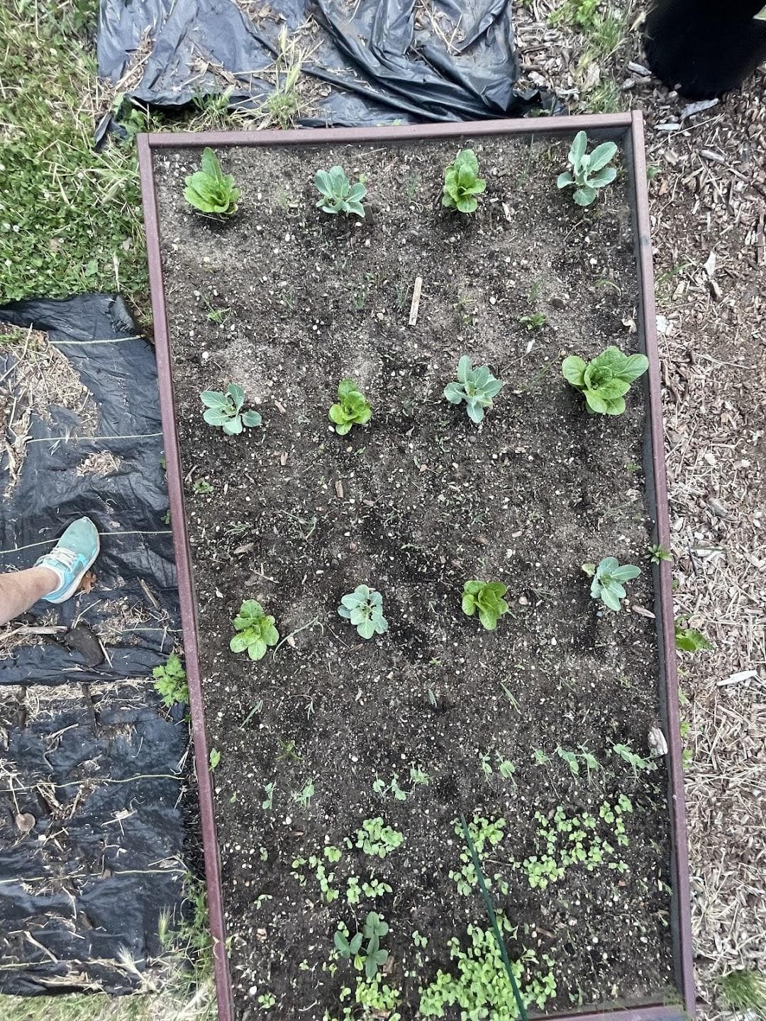 Havemayer Community Garden photo 3