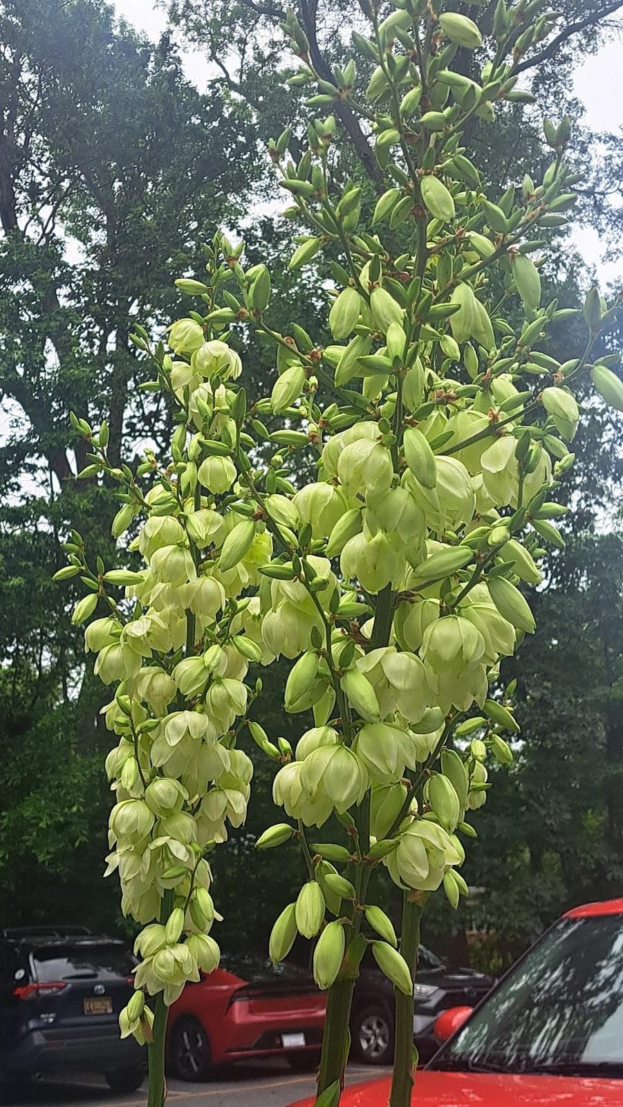 Unitarian Universalist Fellowship of Newark photo 1