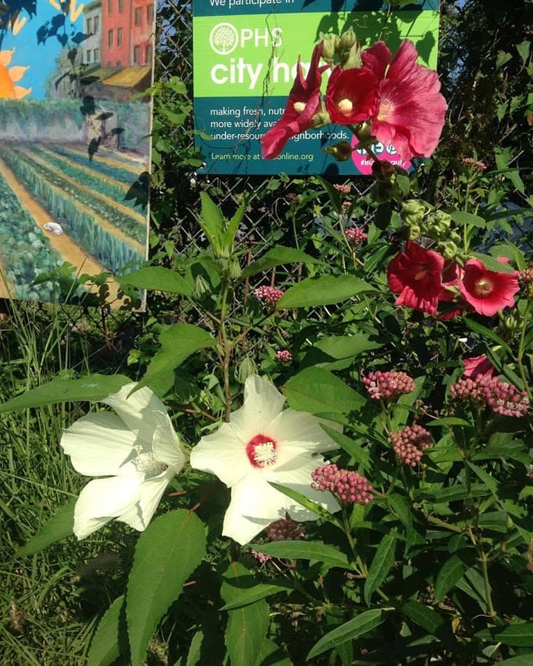 Germantown Kitchen Garden Farm Stand and Plant Nursery photo 4