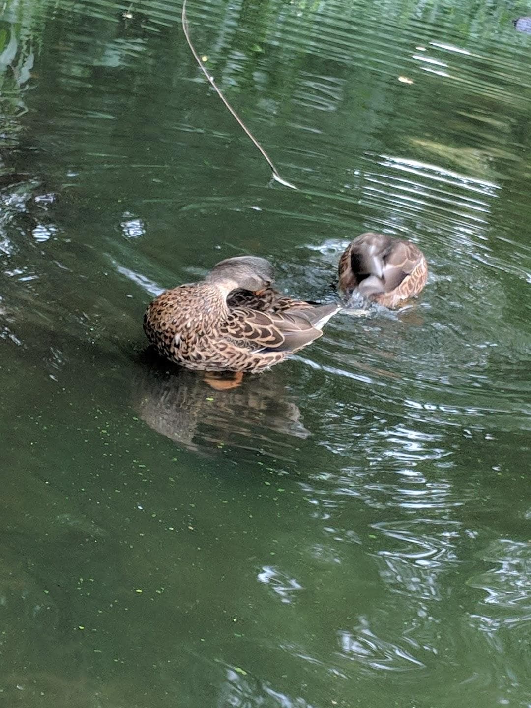 King Jagiello Monument photo 1