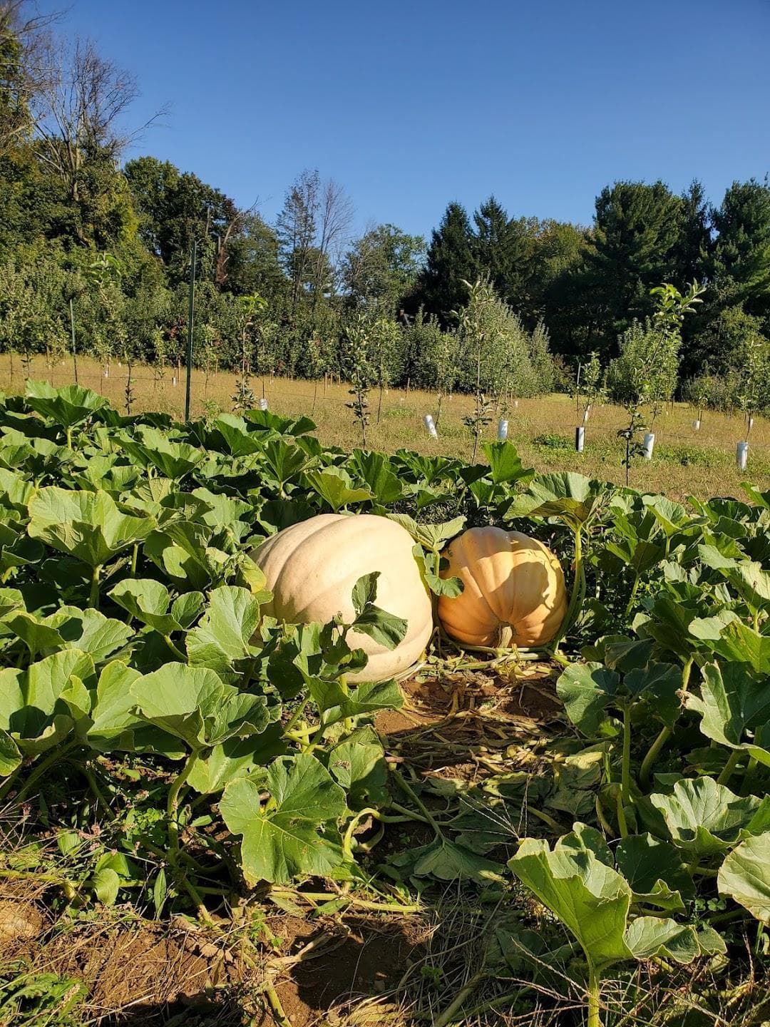 Riamede Farm photo 6