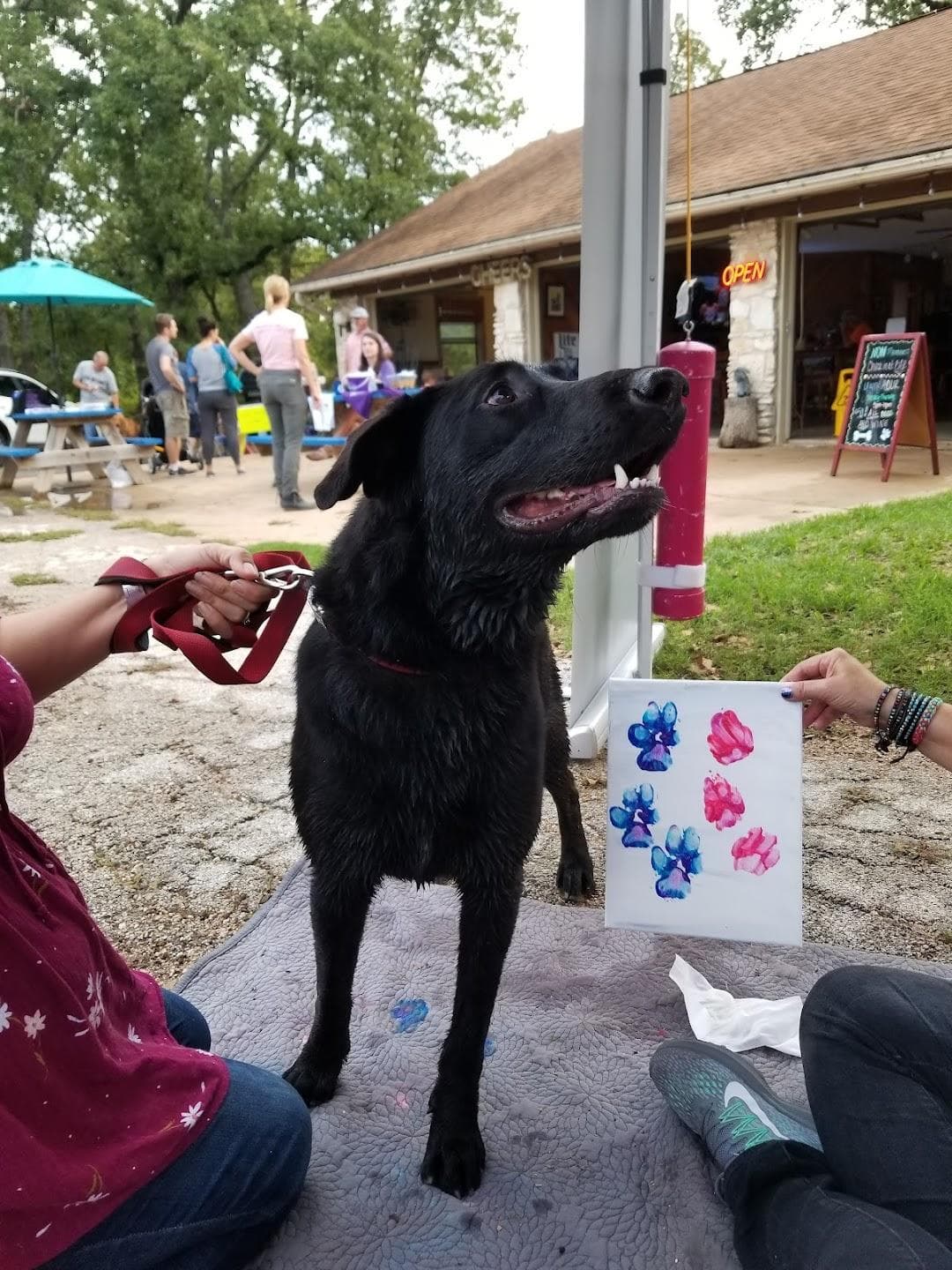 Dog House Drinkery & Dog Park photo 3