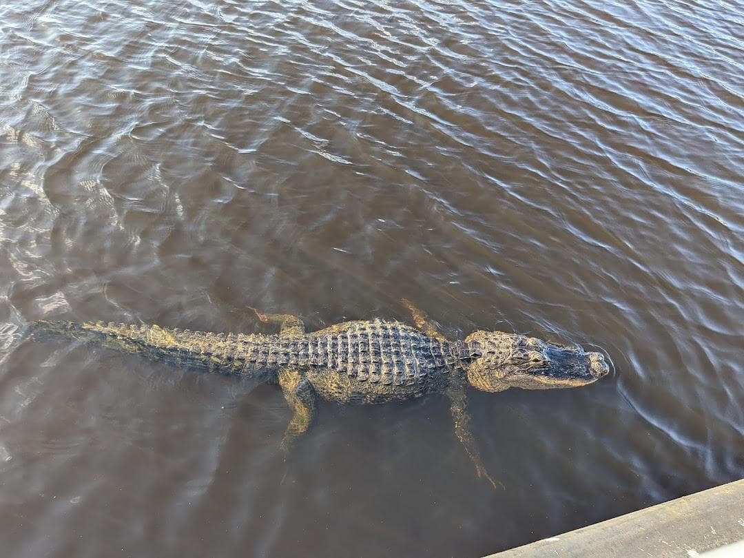 Everglades Holiday Park Airboat Tours and Rides photo 3