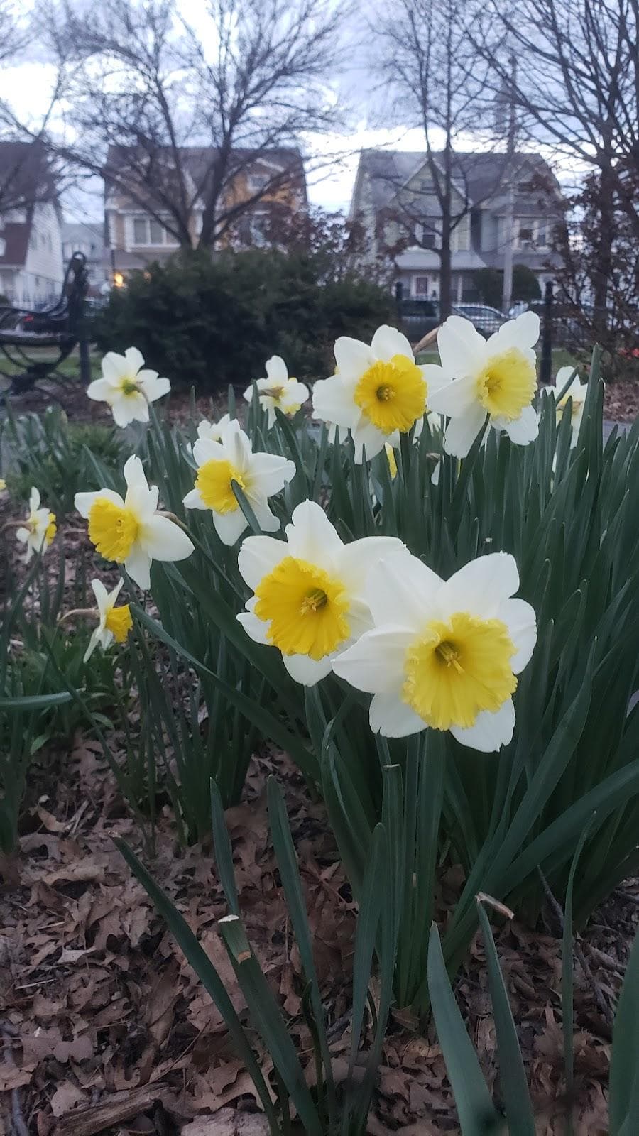 Amersfort Park photo 5