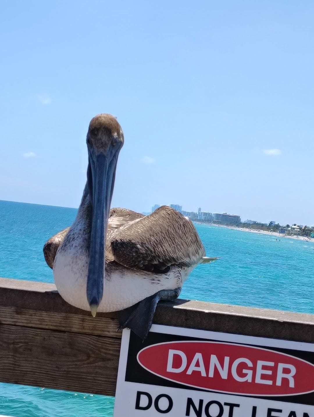 Dania Beach Pier photo 5