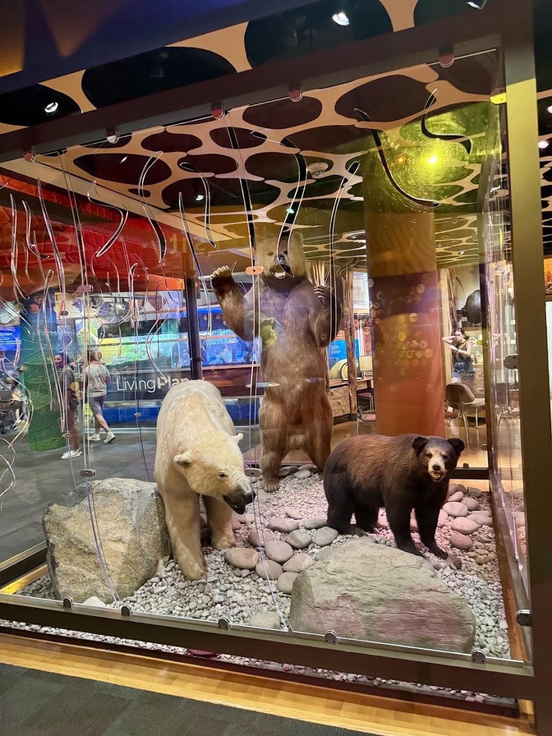 Discovery Place Science photo 6