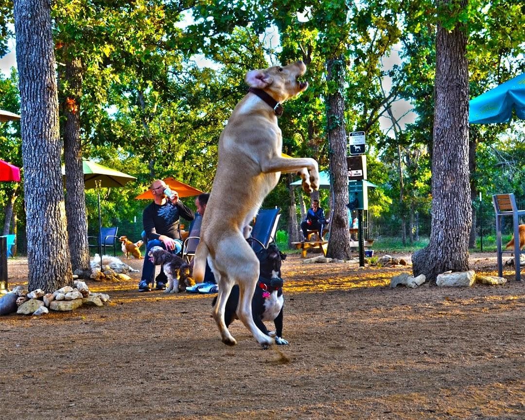 Dog House Drinkery & Dog Park photo 4