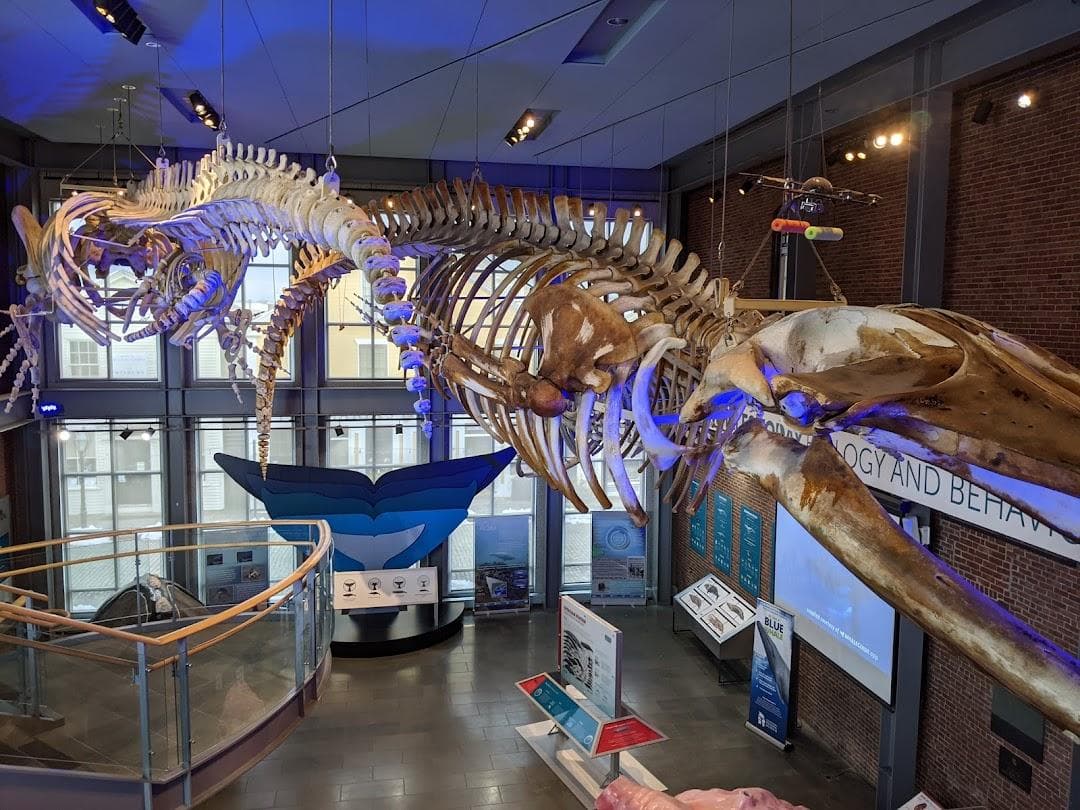 New Bedford Whaling Museum photo 6